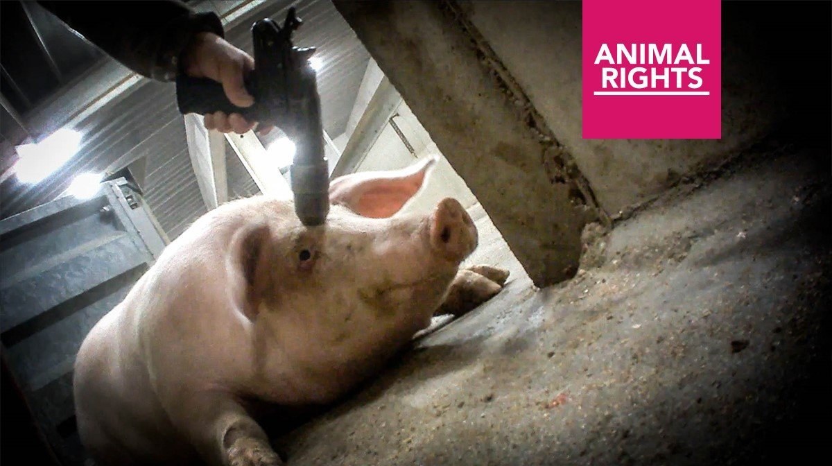 https://www.animalrights.nl/slachters-tielt-eindelijk-voor-de-rechter
