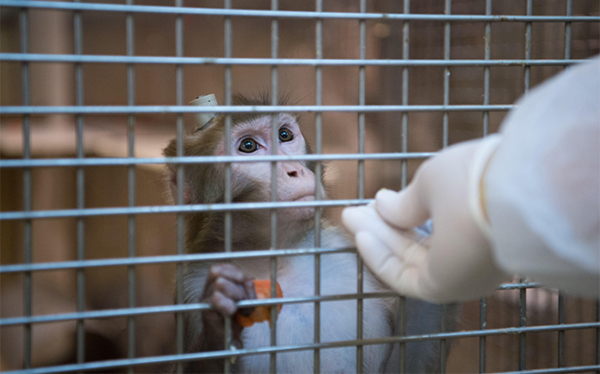 https://www.animalrights.nl/red-de-apen-uit-de-laboratoria